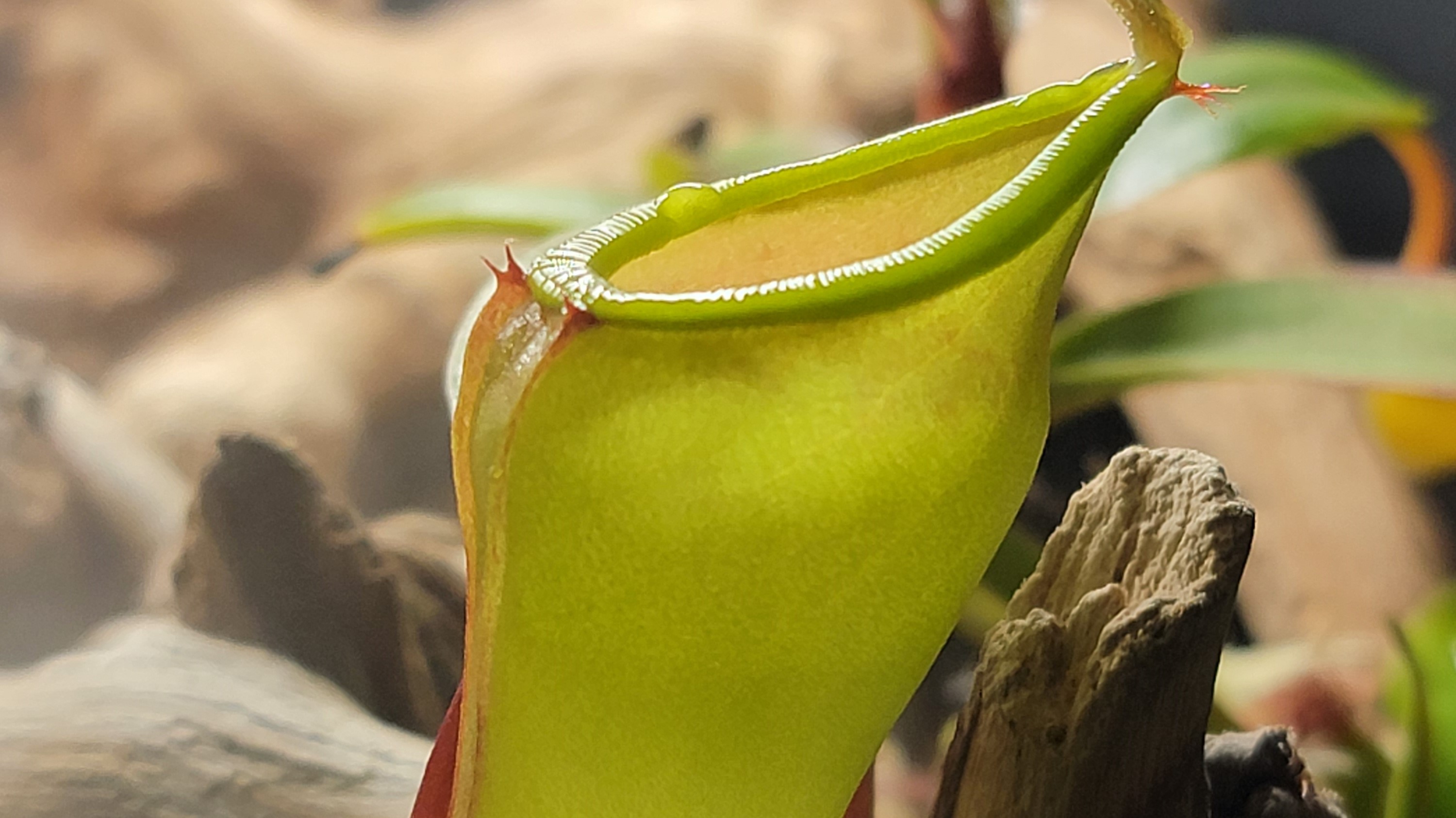 Flora